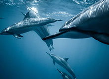 河北五超·微视频丨赛场上渴望胜利的具象化！沧州队球员休整时眼神坚毅紧盯比分